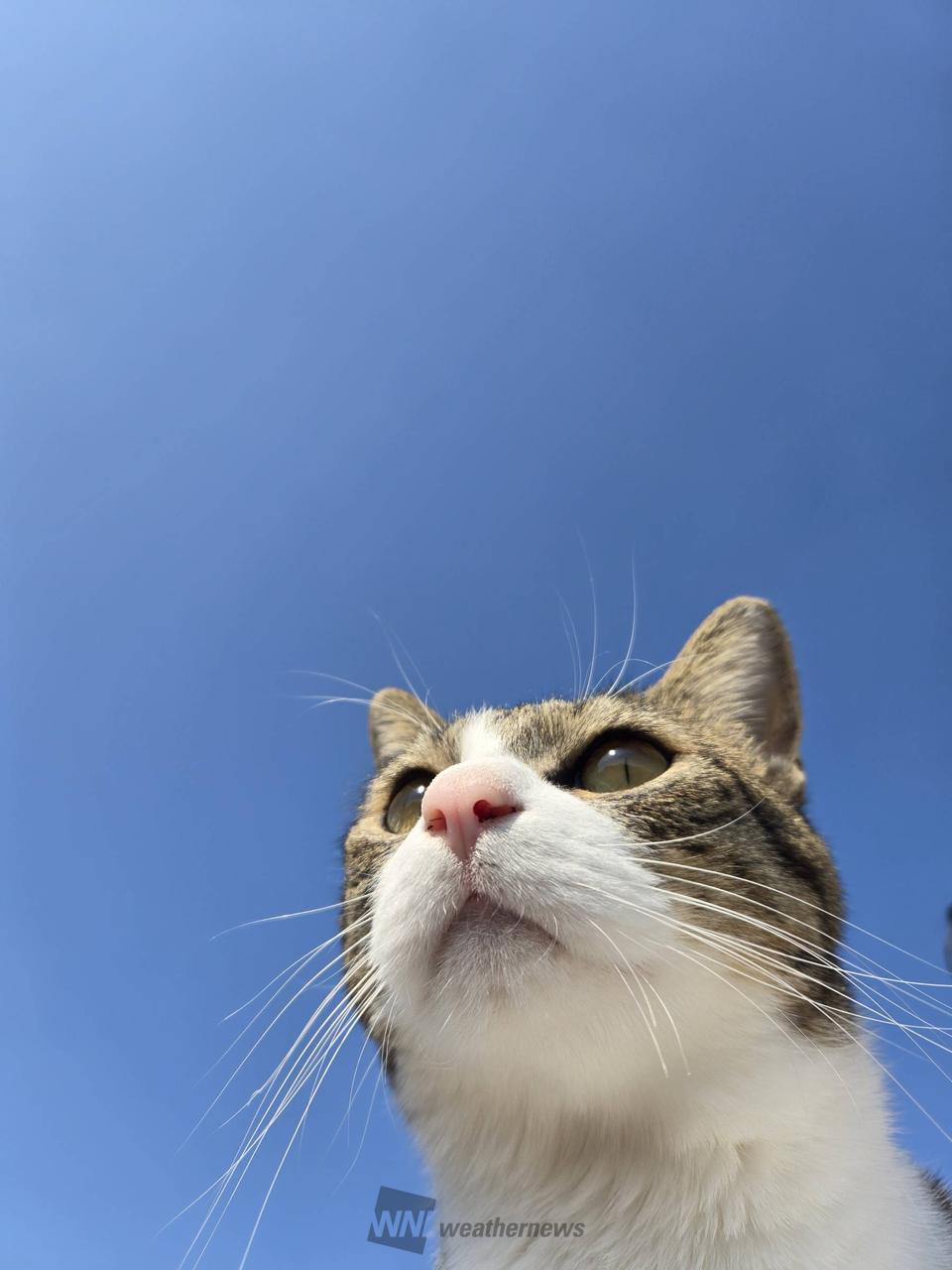 2月22日は猫の日(ΦωΦ) 注目の空の写真 ウェザーニュース