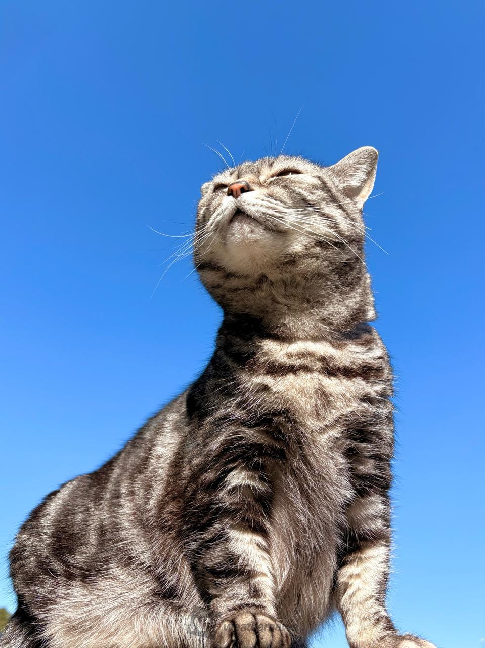 2月22日は猫の日(ΦωΦ) 注目の空の写真 ウェザーニュース