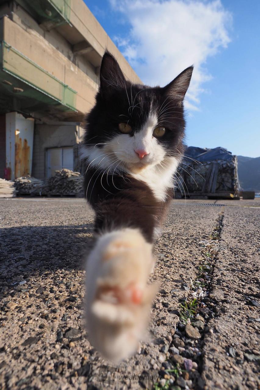 2月22日は猫の日(ΦωΦ) 注目の空の写真 ウェザーニュース