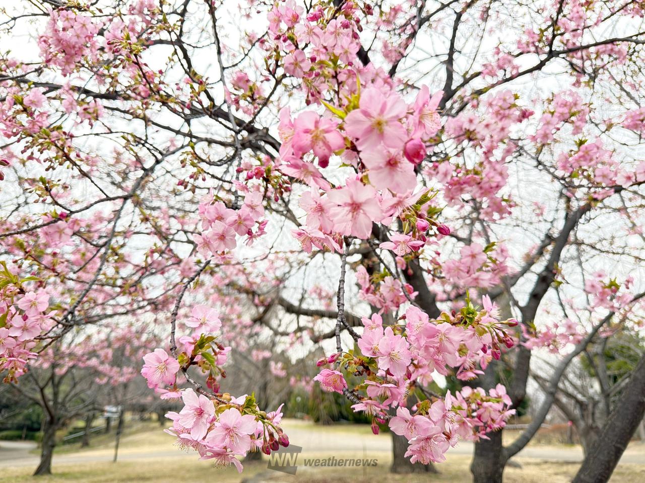 一足早くお花見♪ 注目の空の写真 ウェザーニュース