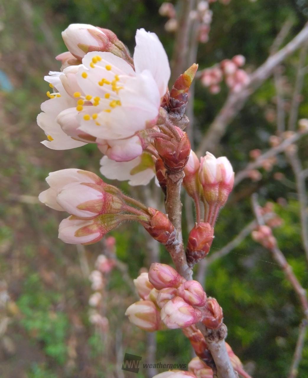 2015年に植えて...