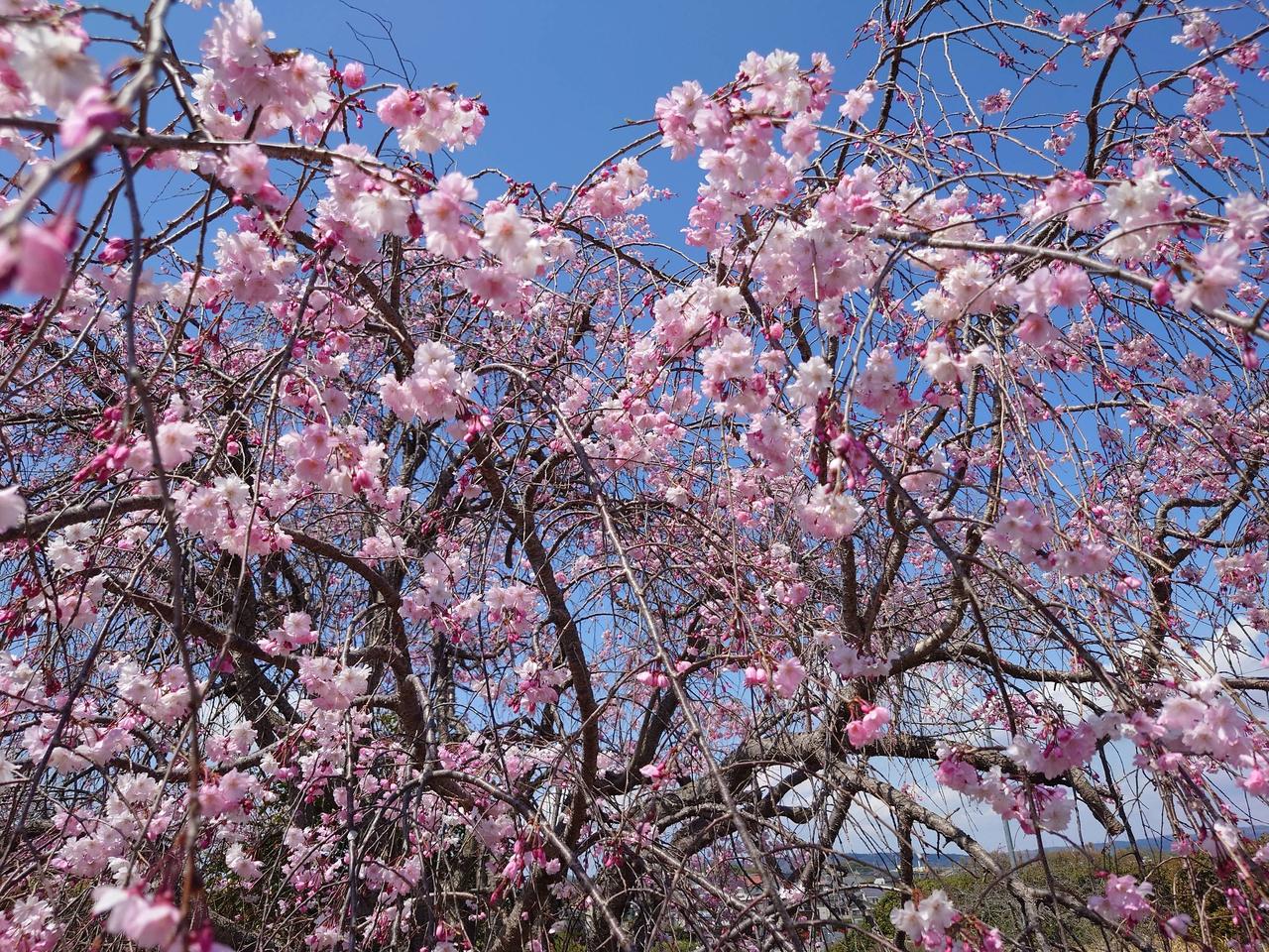 ツボミから葉桜まで...