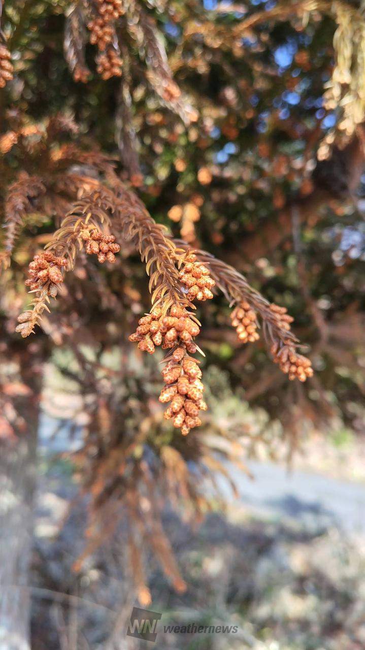 今日の花粉は？ 注目の空の写真 ウェザーニュース