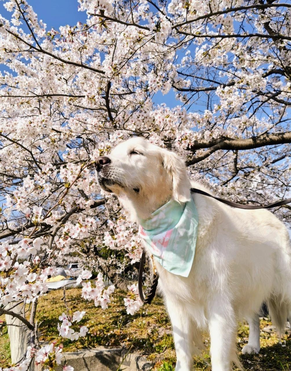 毎年、愛犬シュガー...