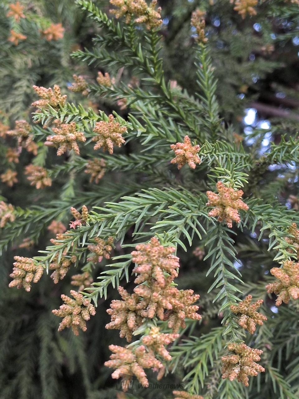 今日の花粉は？ 注目の空の写真 ウェザーニュース
