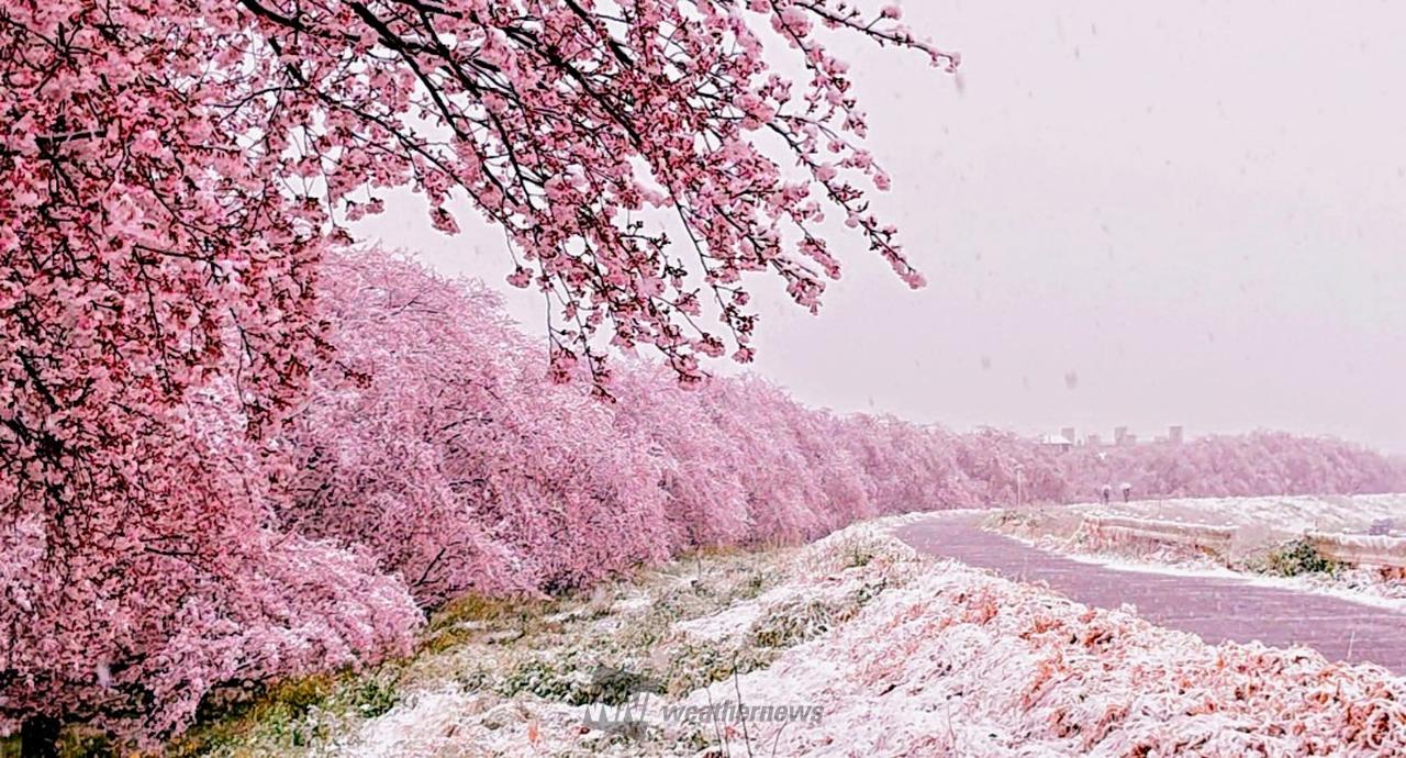 【🌸マイ桜エピソー...