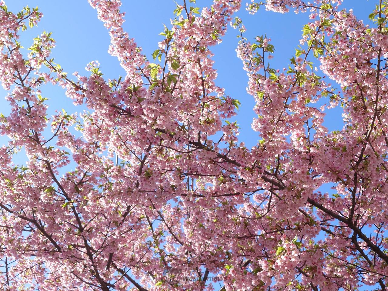 河津桜が満開でした...