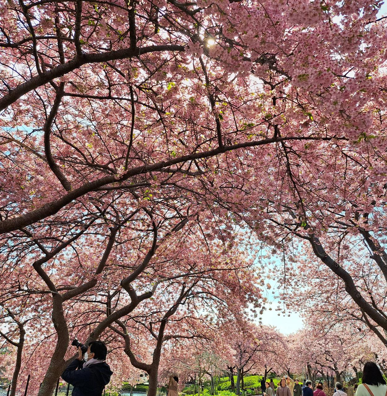 河津桜が満開で見頃...