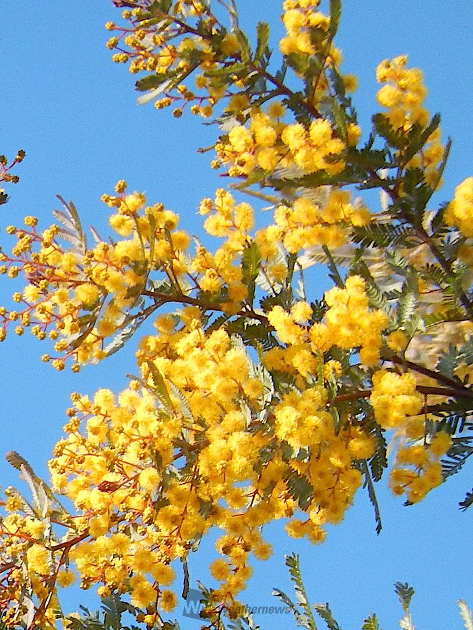春を感じる花💐 注目の空の写真 ウェザーニュース