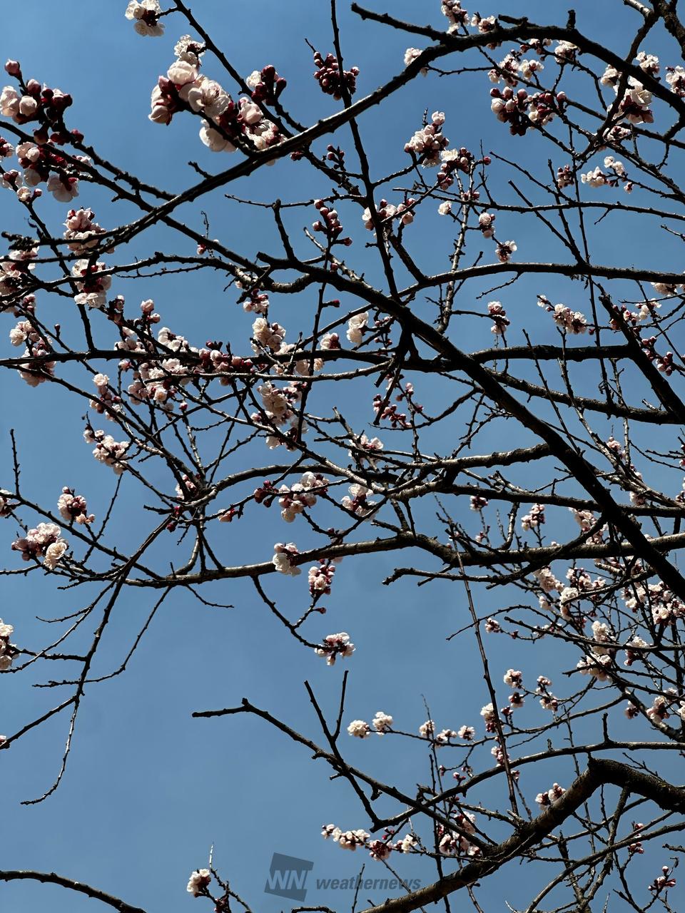 公園の中で1本だけ...