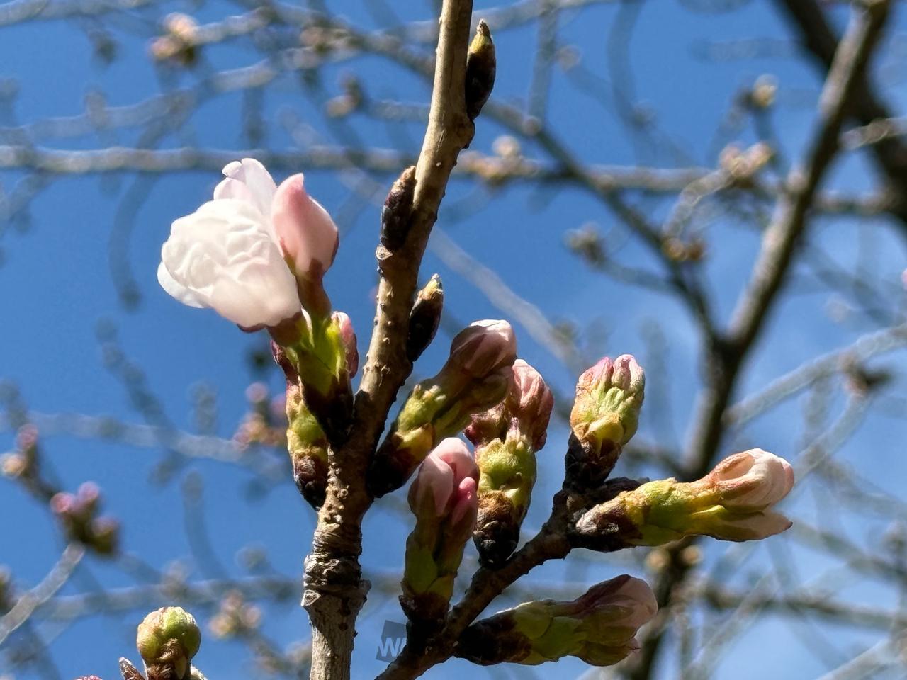 豊橋公園のソメイヨ...