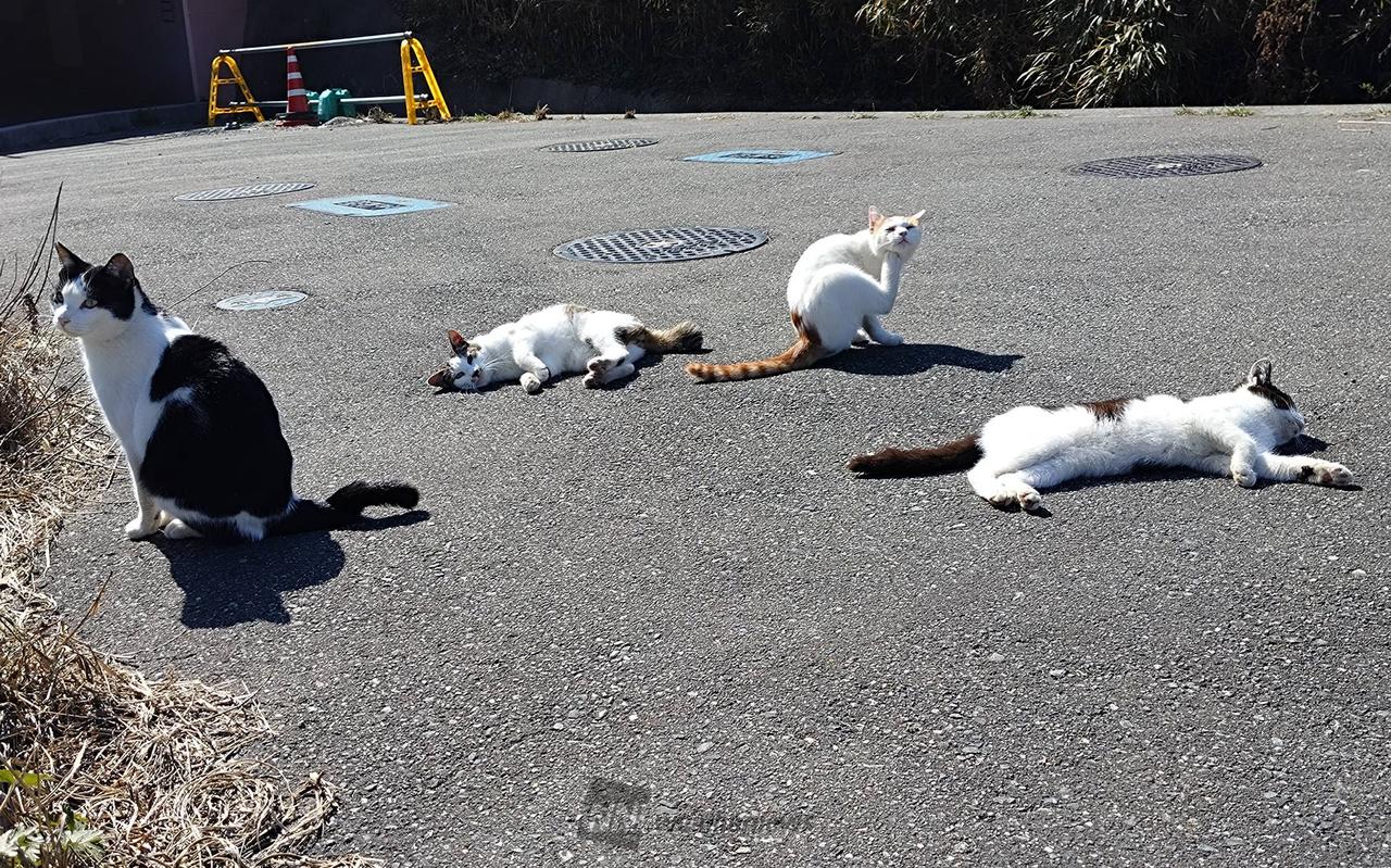 22日は猫の日🐈 注目の空の写真 ウェザーニュース