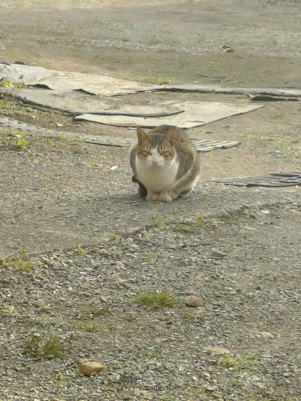 22日は猫の日🐈 注目の空の写真 ウェザーニュース