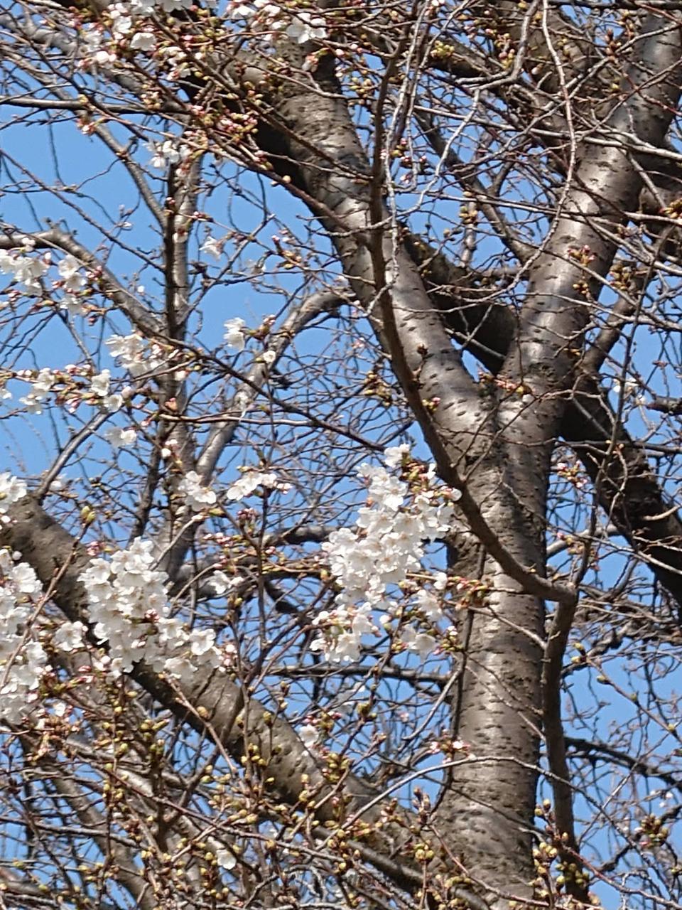 一分咲き