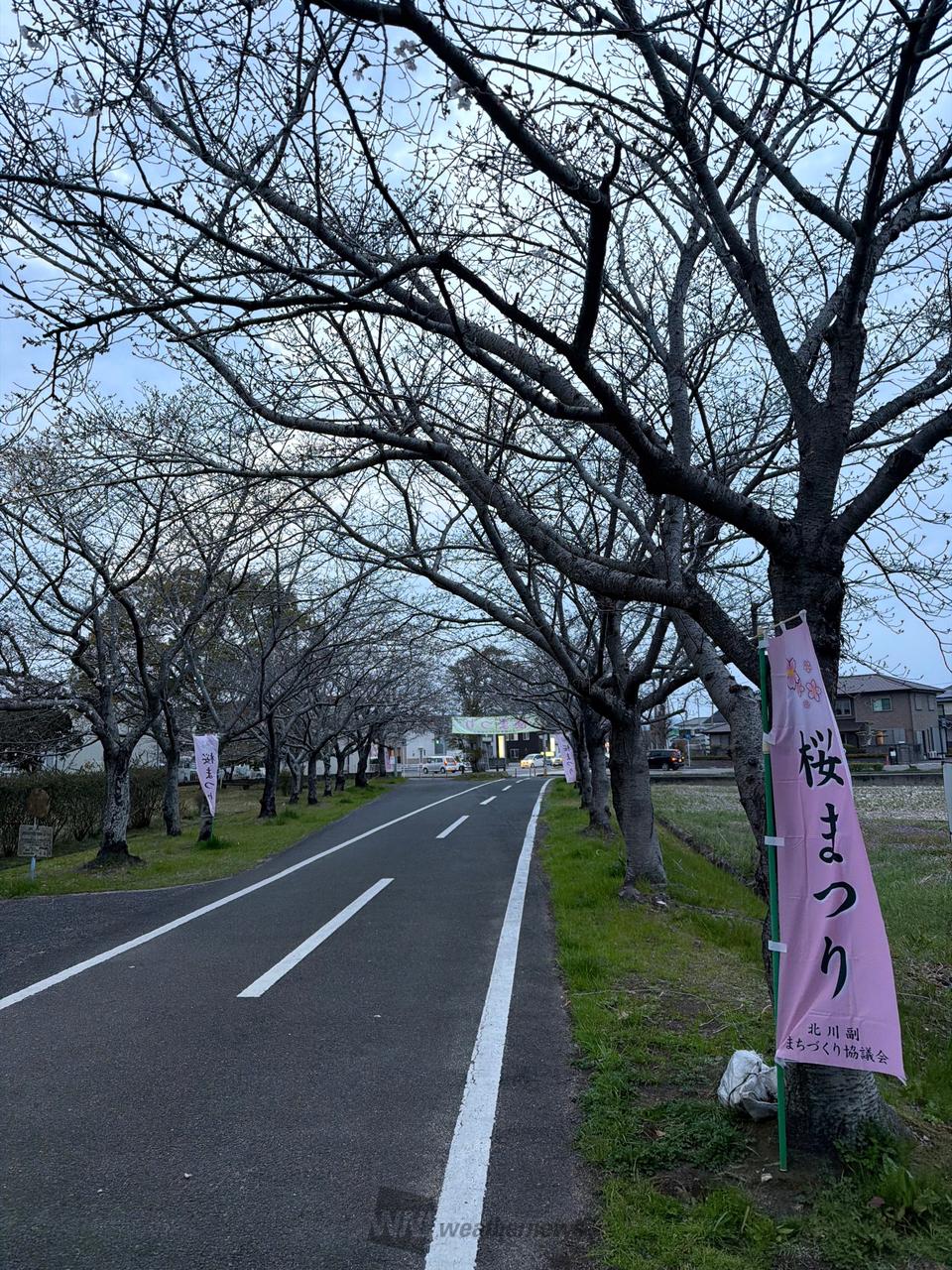 ちらほら咲いていま...