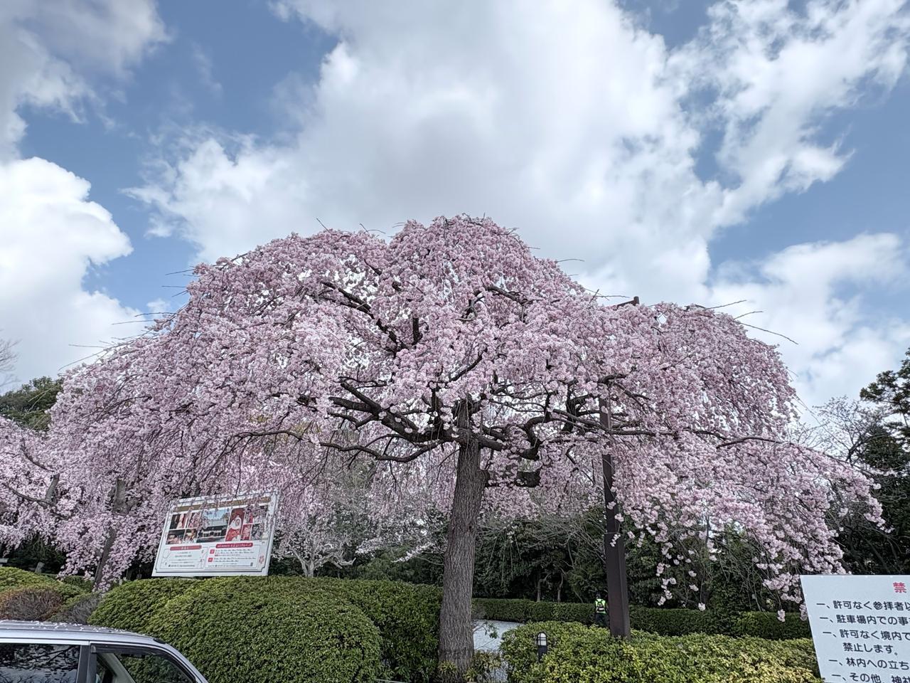 枝垂れ桜が満開🌸