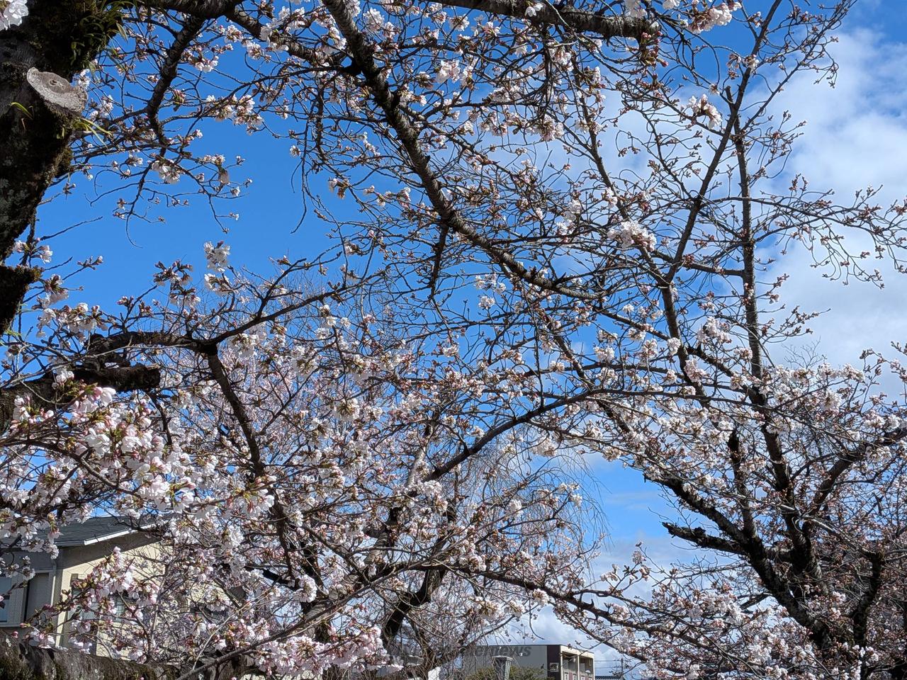 石清水八幡宮の参道...