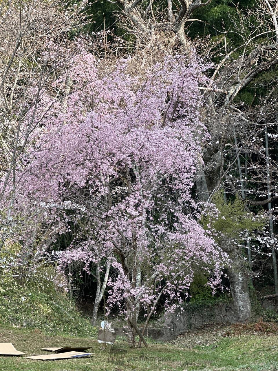 奥の方に濃い色の桜...