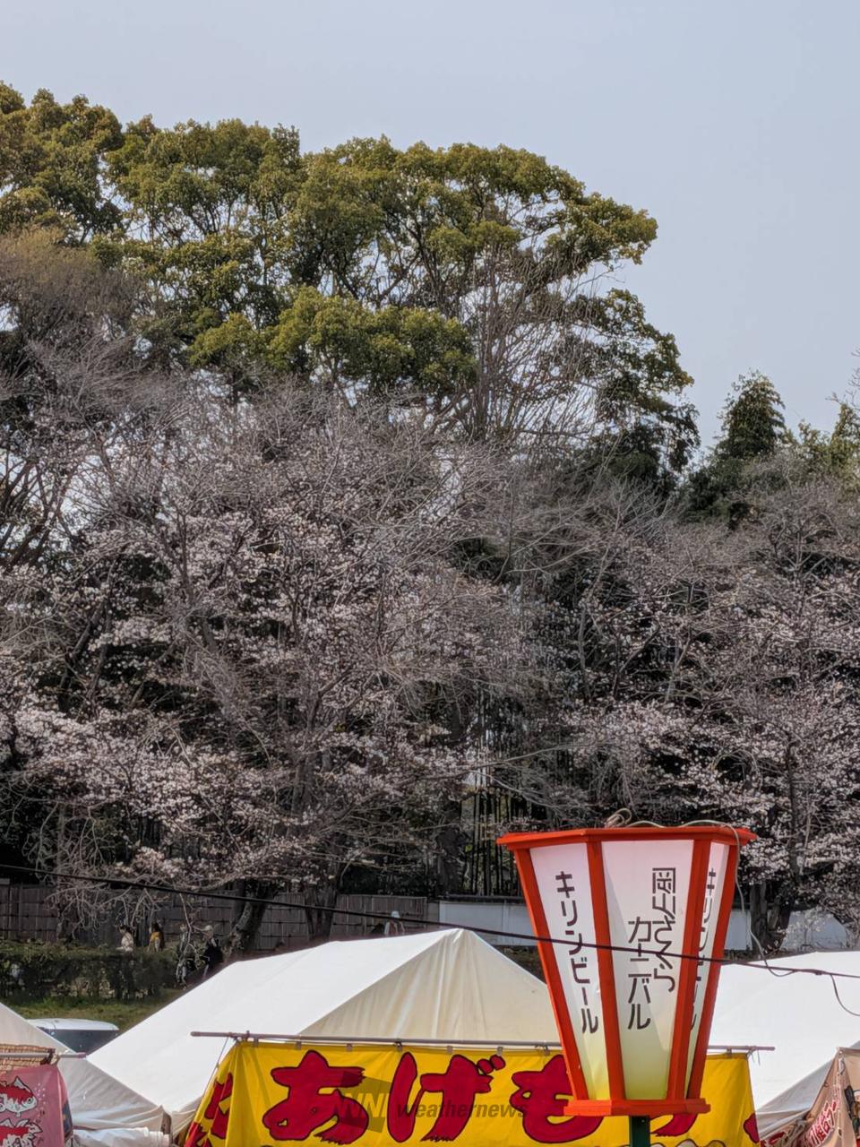 岡山さくらカーニバ...