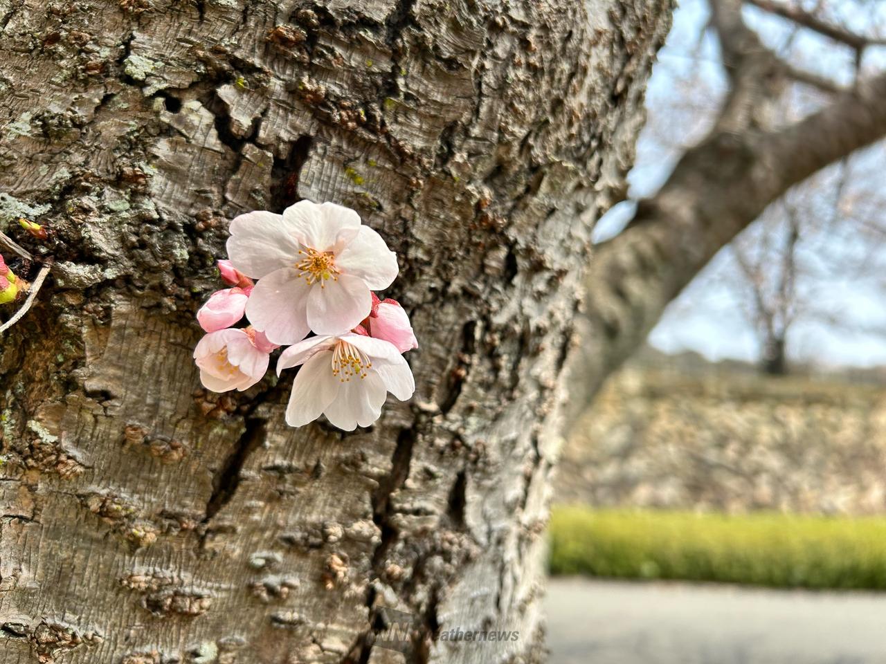 お花見リポート