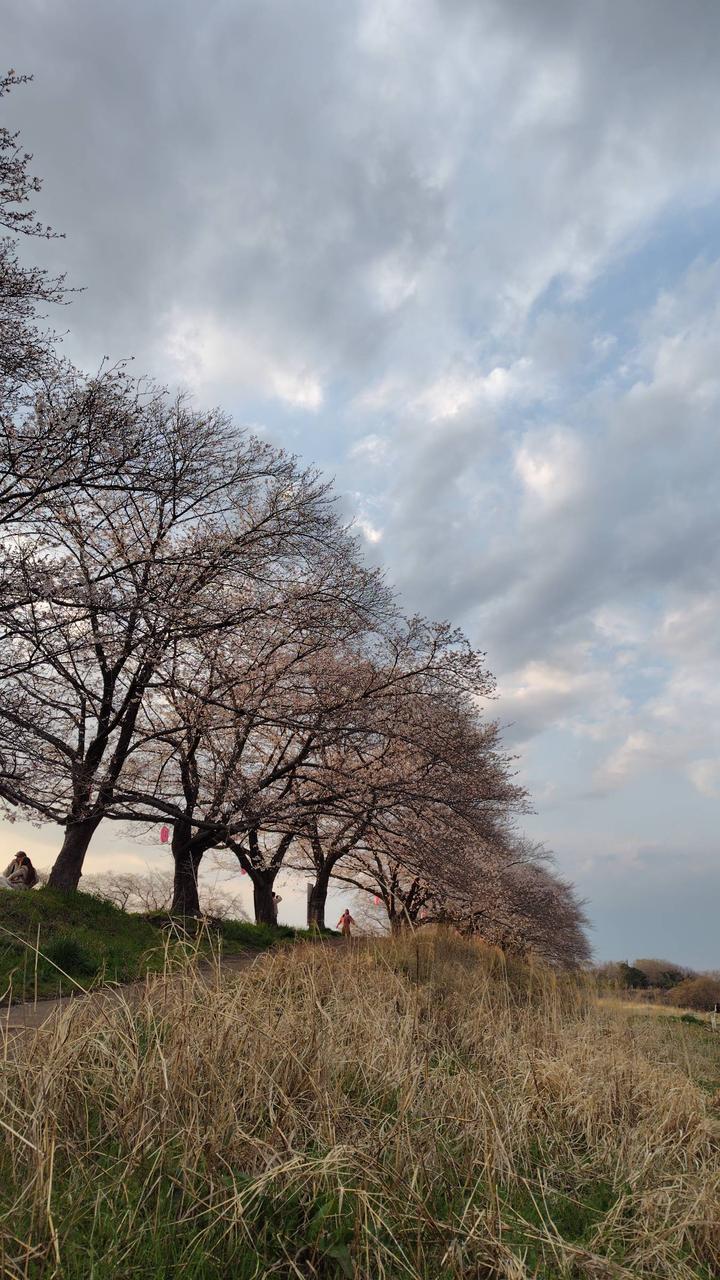 相模川桜土手まだ...