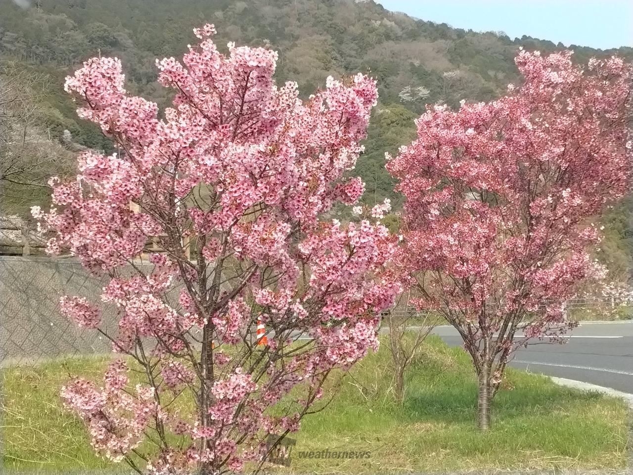 この桜は、満開～チラホラ👋 濃い色の | 愛媛県西予市野福峠 | ハマ