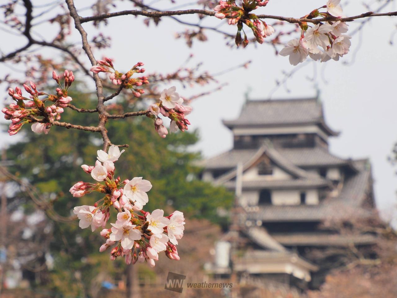 松江城は桜が咲き始...
