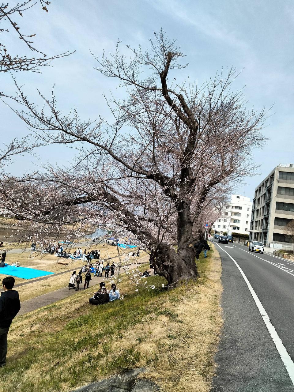 岡山市桜カーニバル...