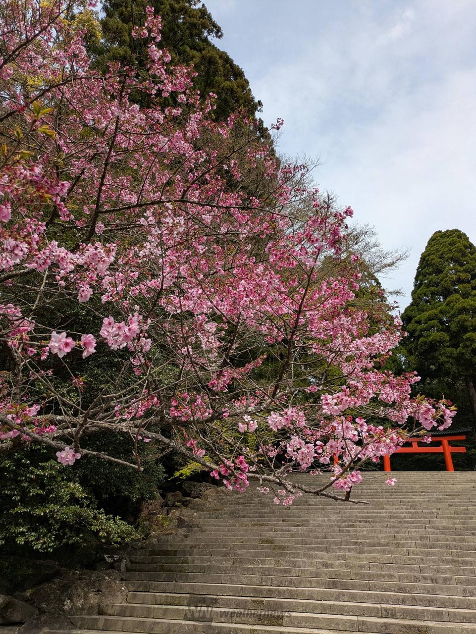 お花見リポート