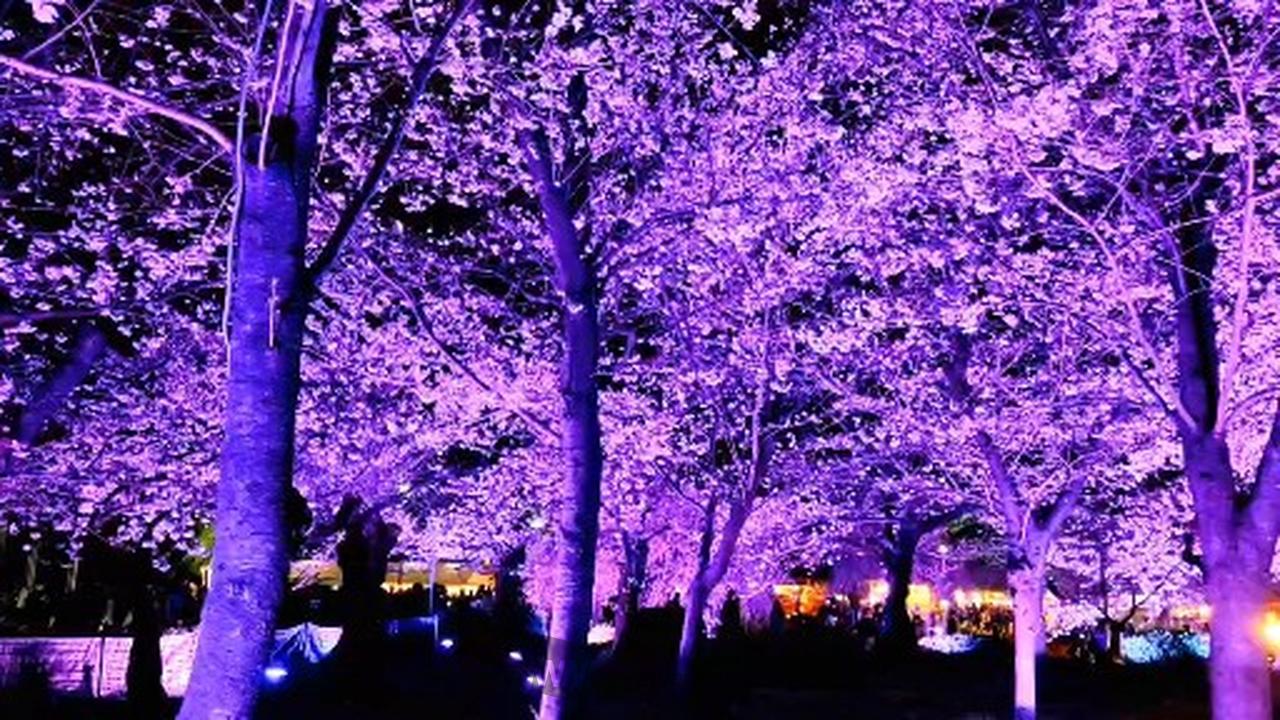 桜の絶景写真館 注目の空の写真 ウェザーニュース