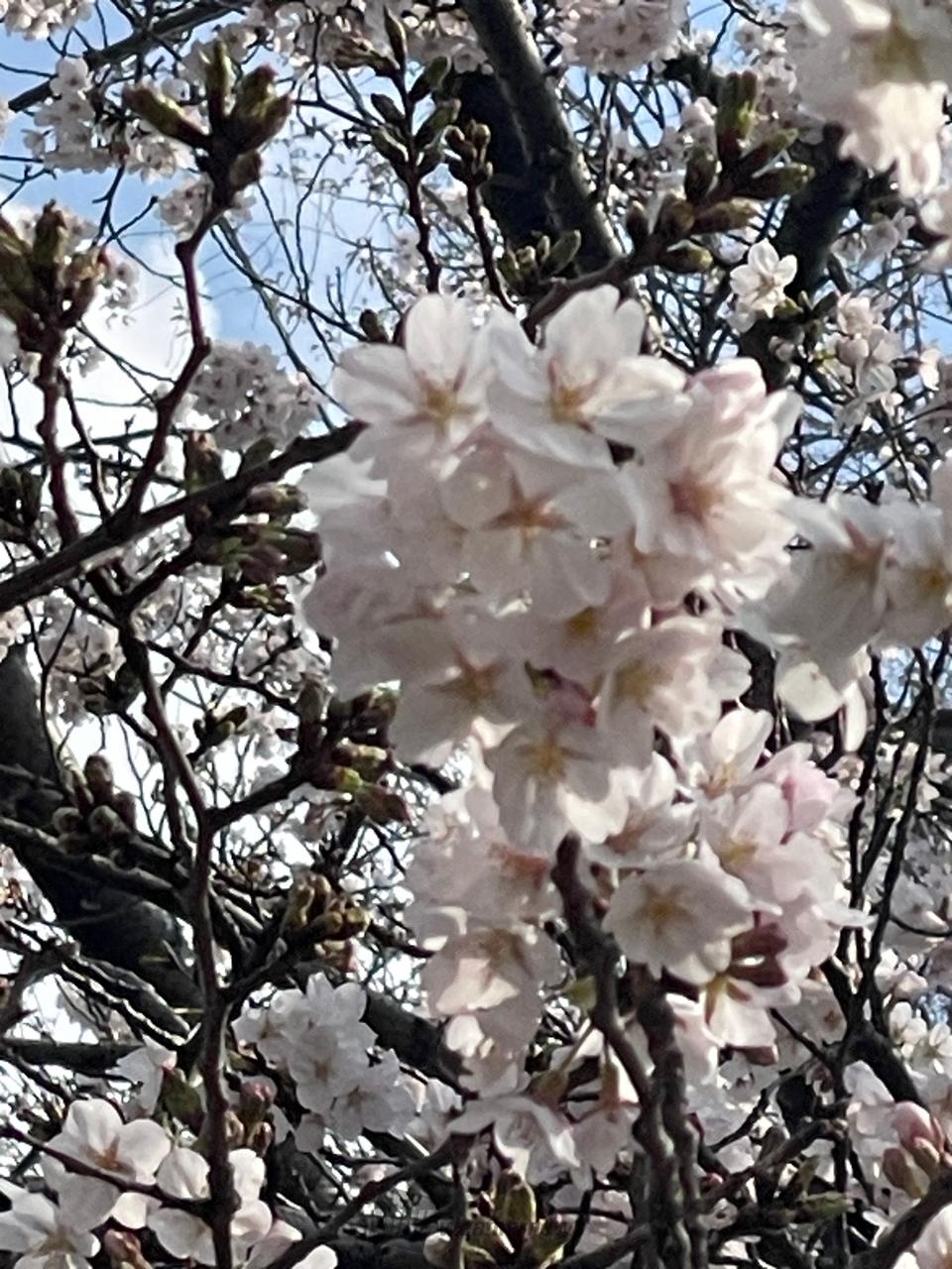 ソメイヨシノより蕾...
