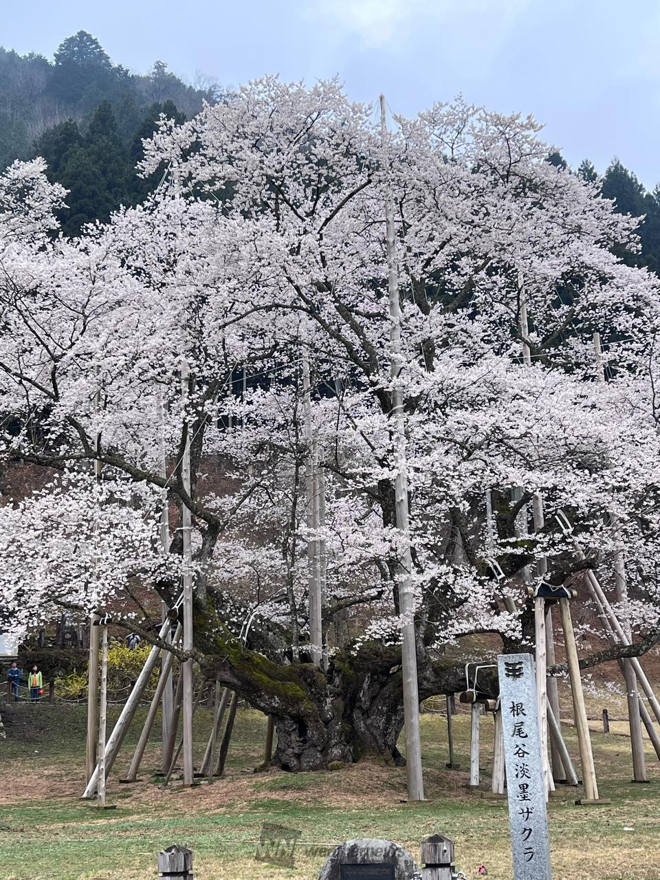 お花見リポート