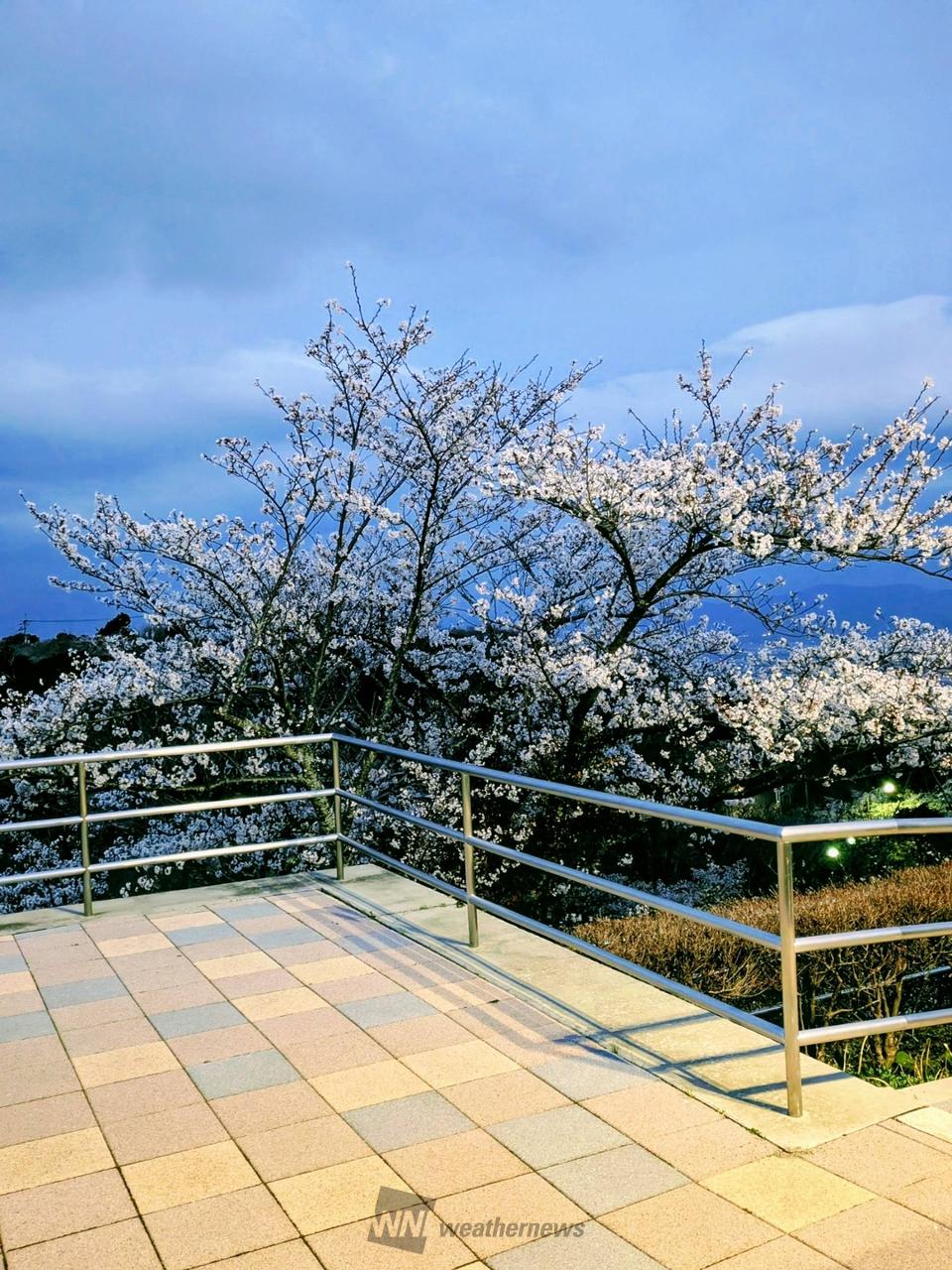 お花見リポート