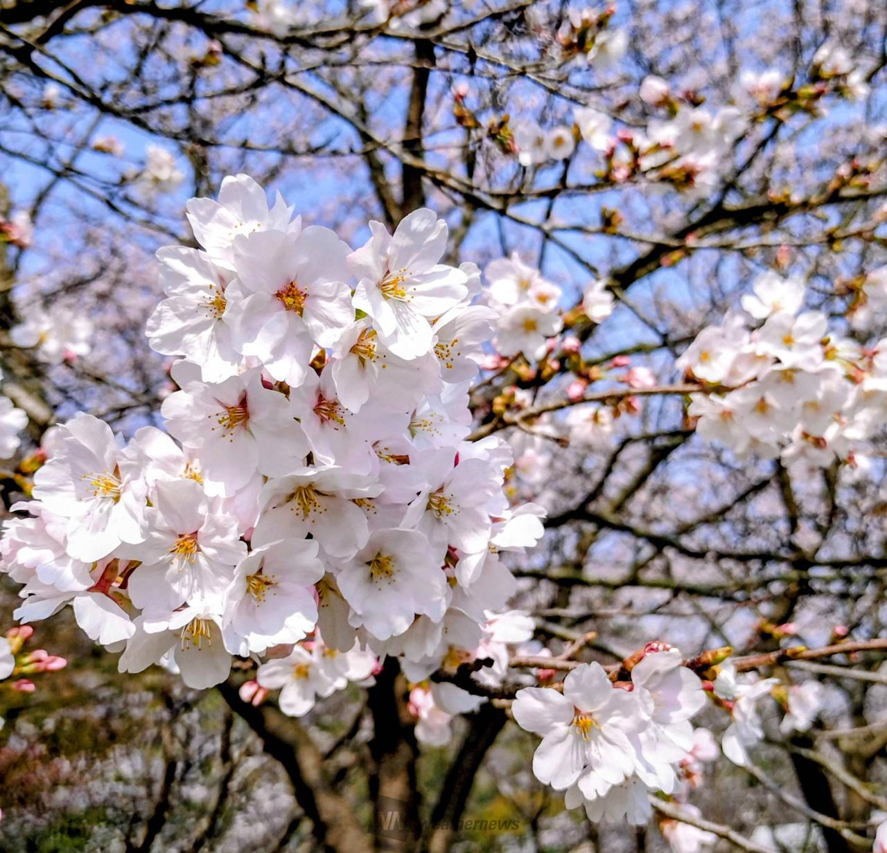 9:41  桜はこ...