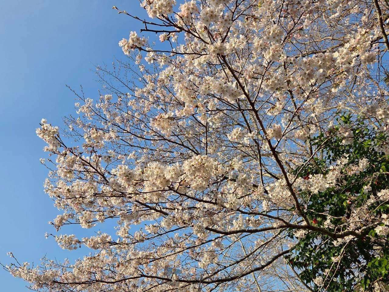 当日は桜まつりも行...