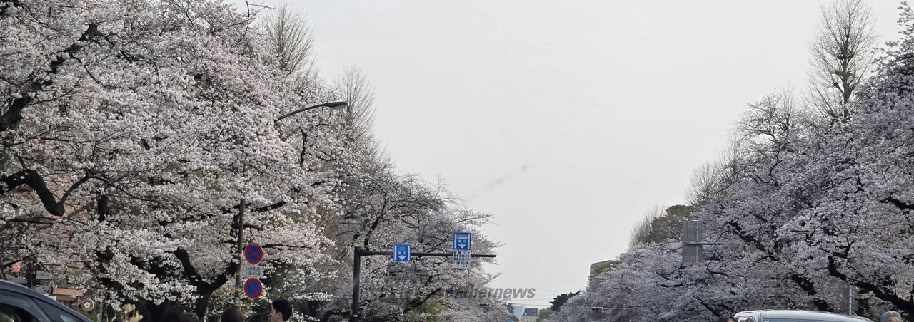国立市の大学通りの...