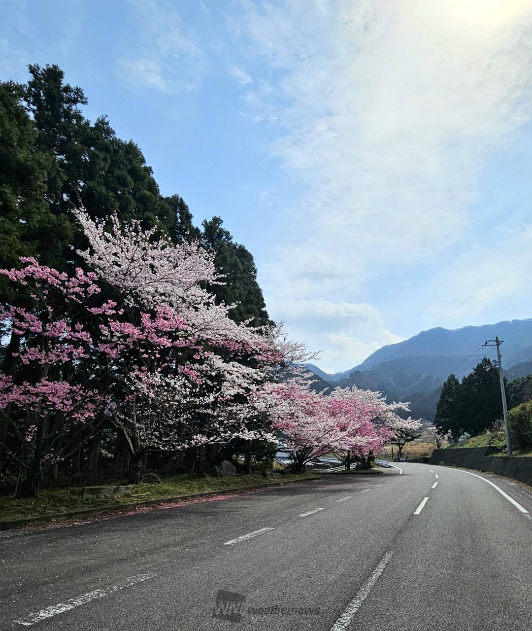 東温市上林 桜並木が、綺麗に 咲いてます | 愛媛県松山市 | -call