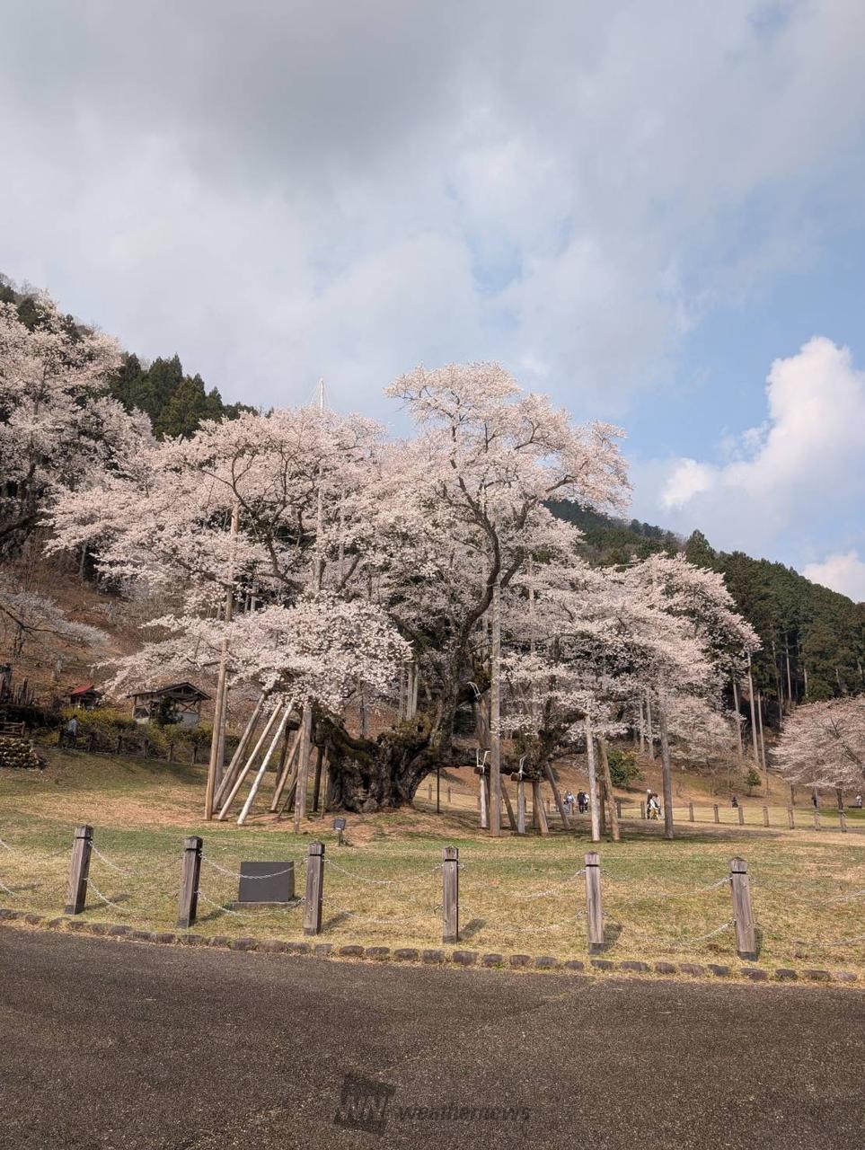 満開の根尾谷薄墨ザ...