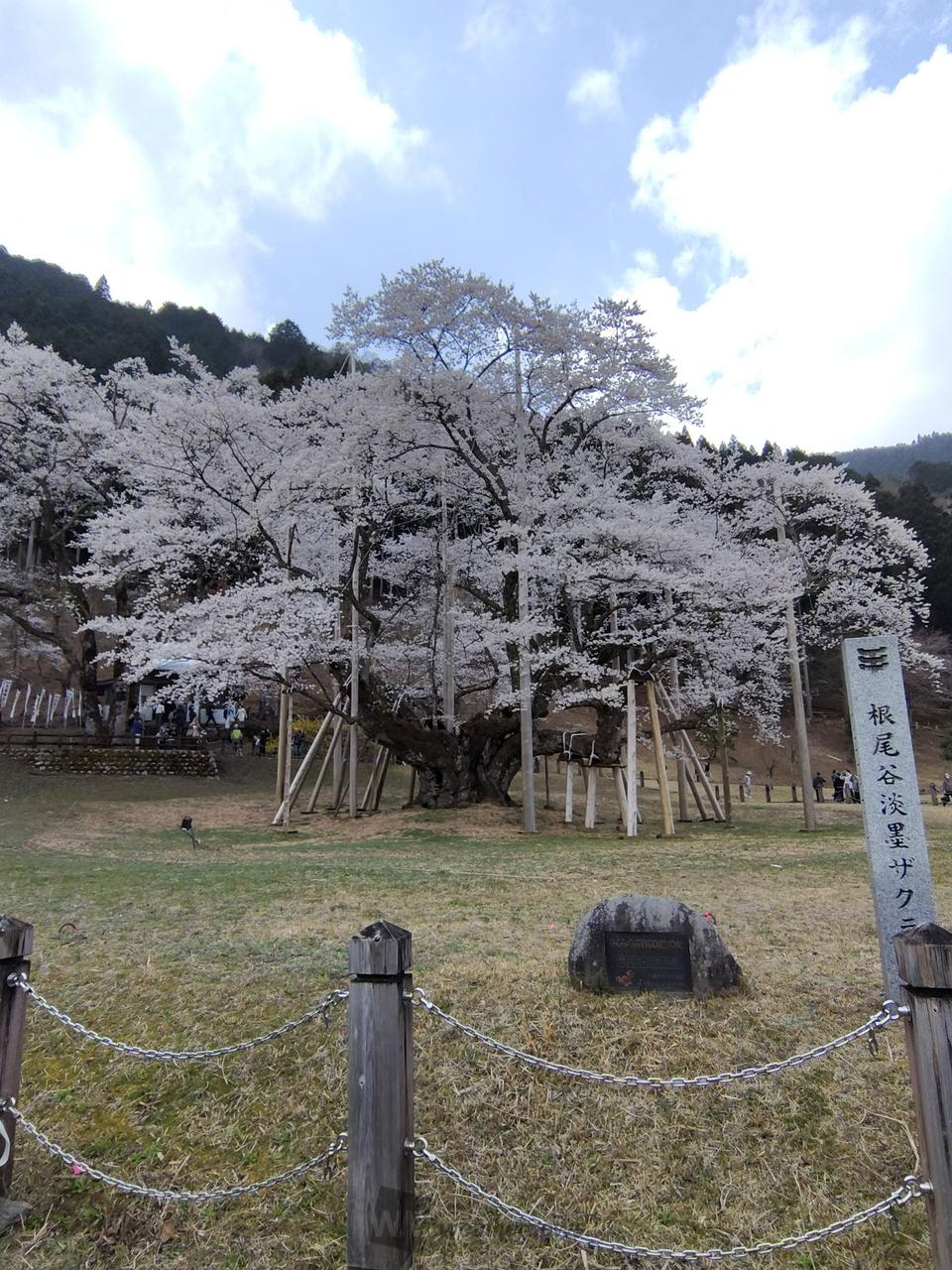 岐阜県の淡墨桜、は...