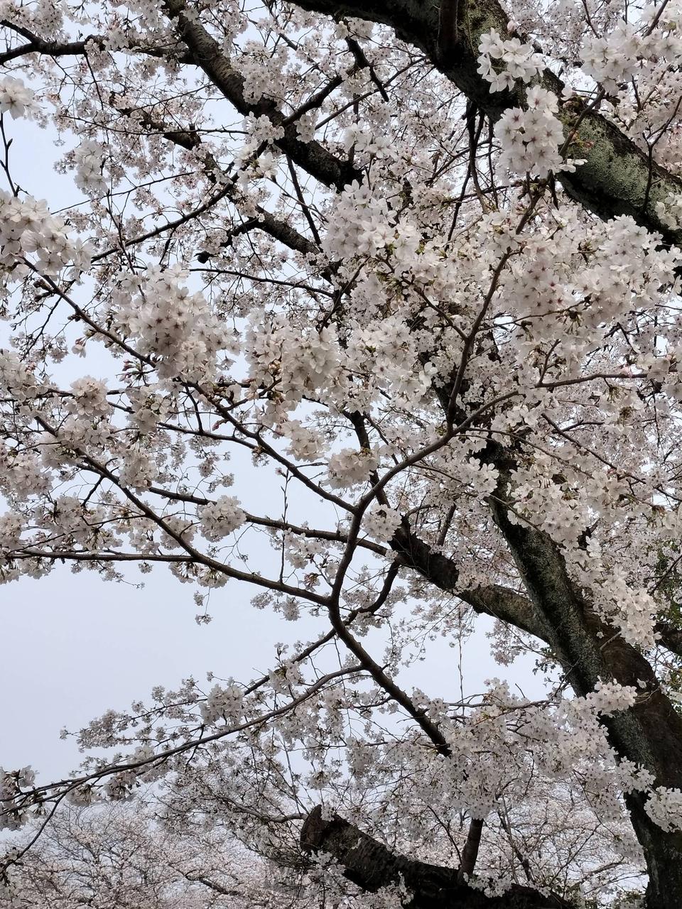 3月29日に撮影し...