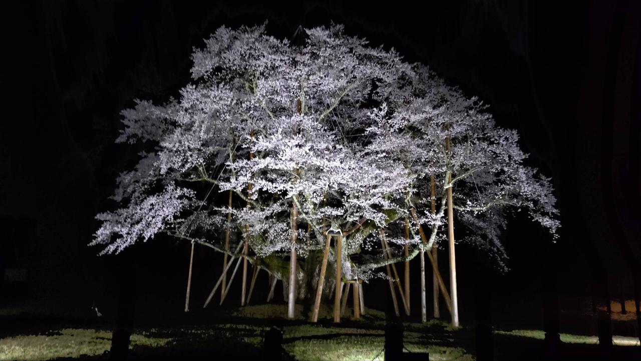 夜桜見に行ってきま...