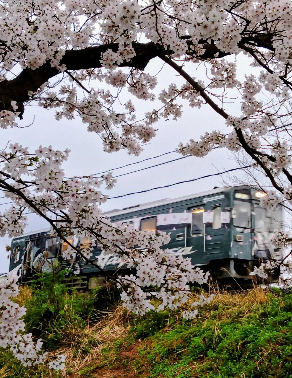 ほぼ満開の桜🌸と若桜鉄道 隼号🏍️  | 鳥取県鳥取市 | りゅうママ