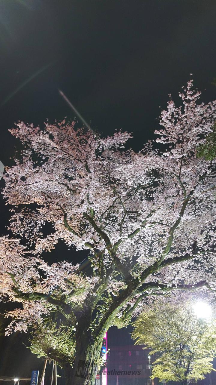 夜桜を楽しむ♪ 注目の空の写真 ウェザーニュース