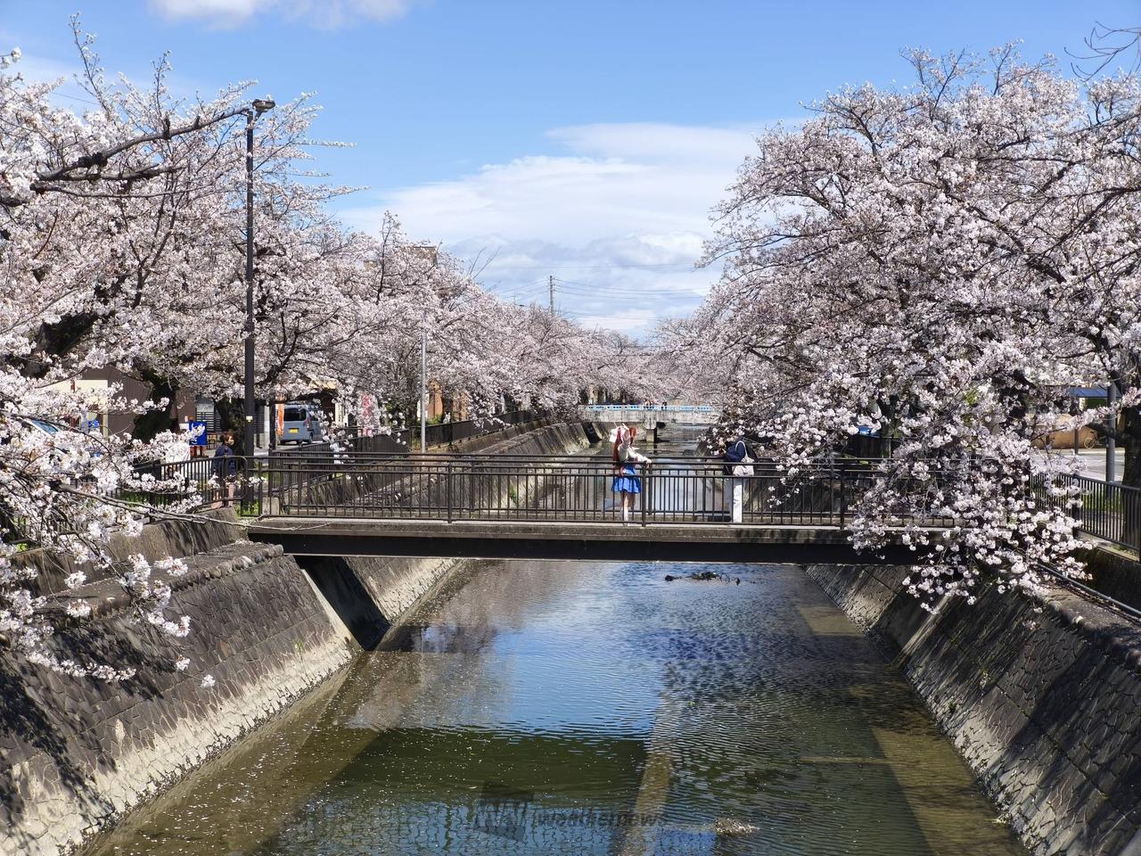 大江川沿いの桜並木...