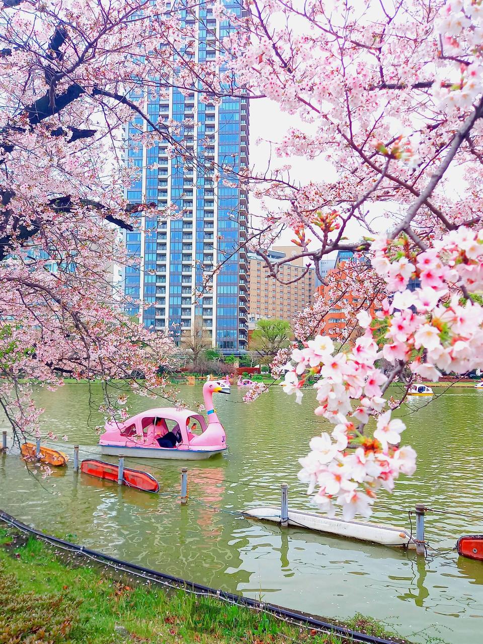 上野不忍池の桜風景...