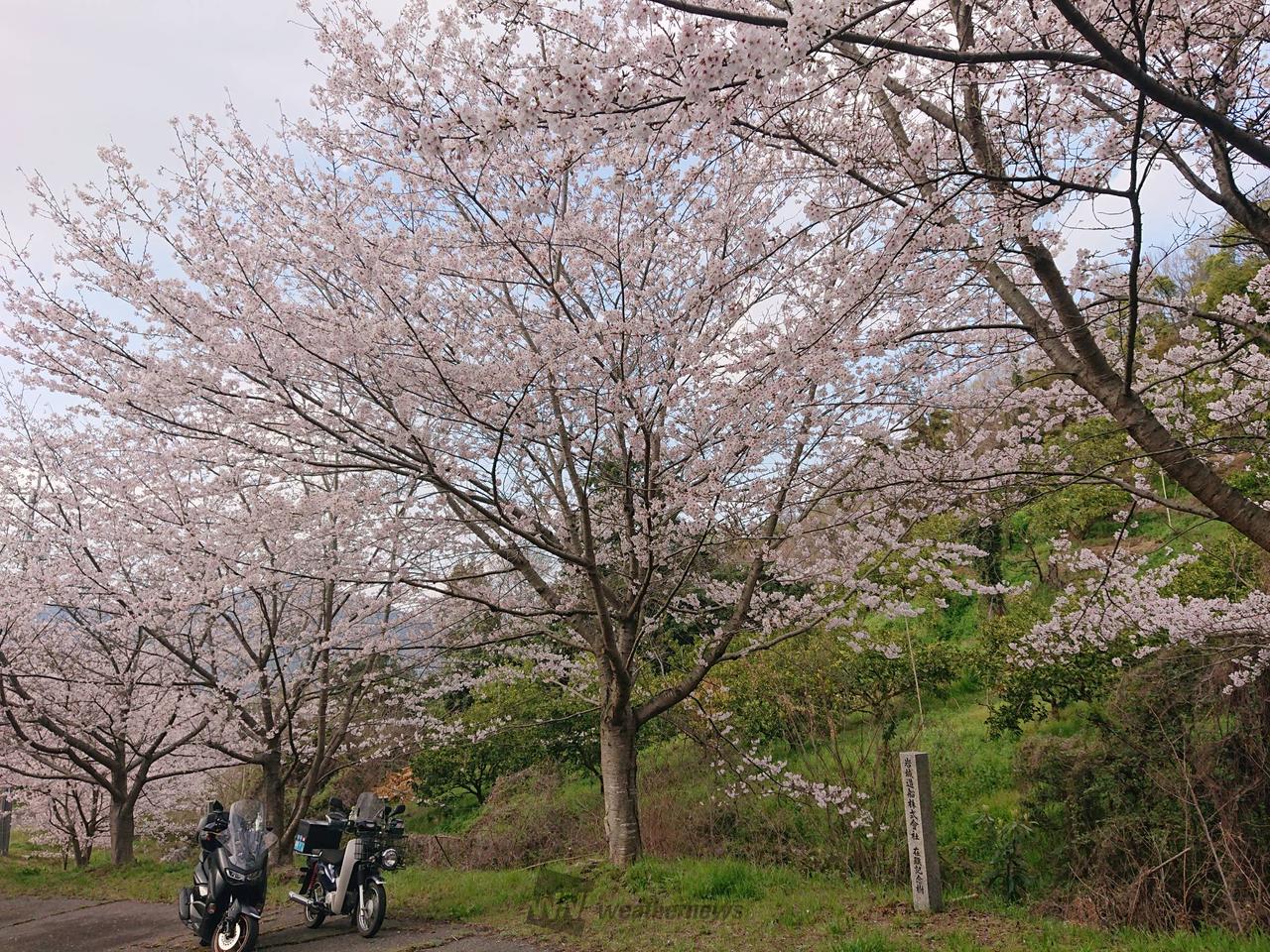 ふもとは見頃で、中...