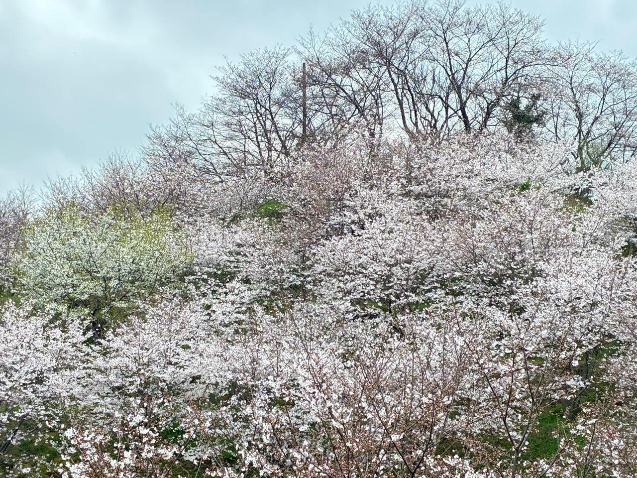 小高い丘が桜色に染...