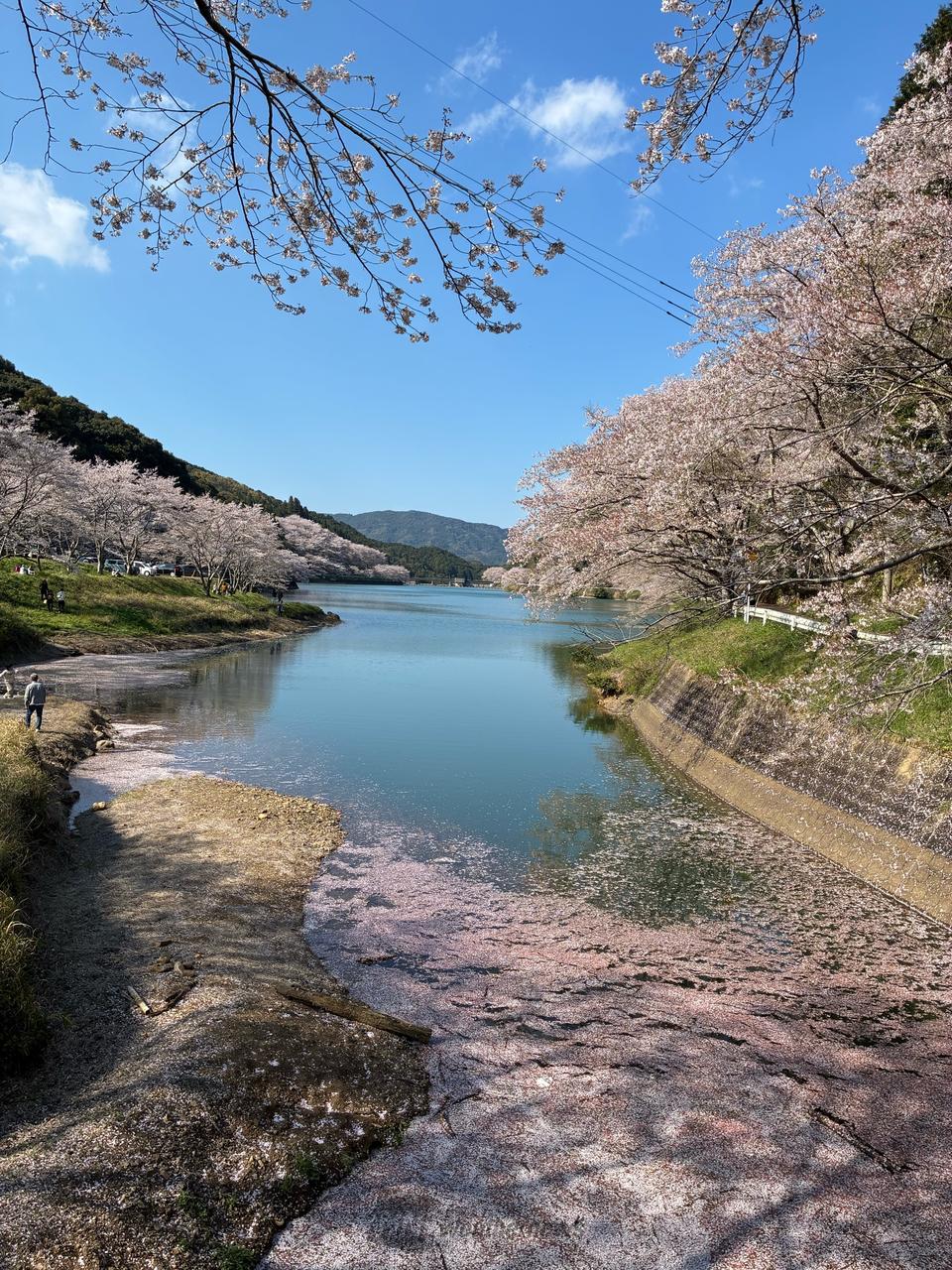昨日と違って　良く...