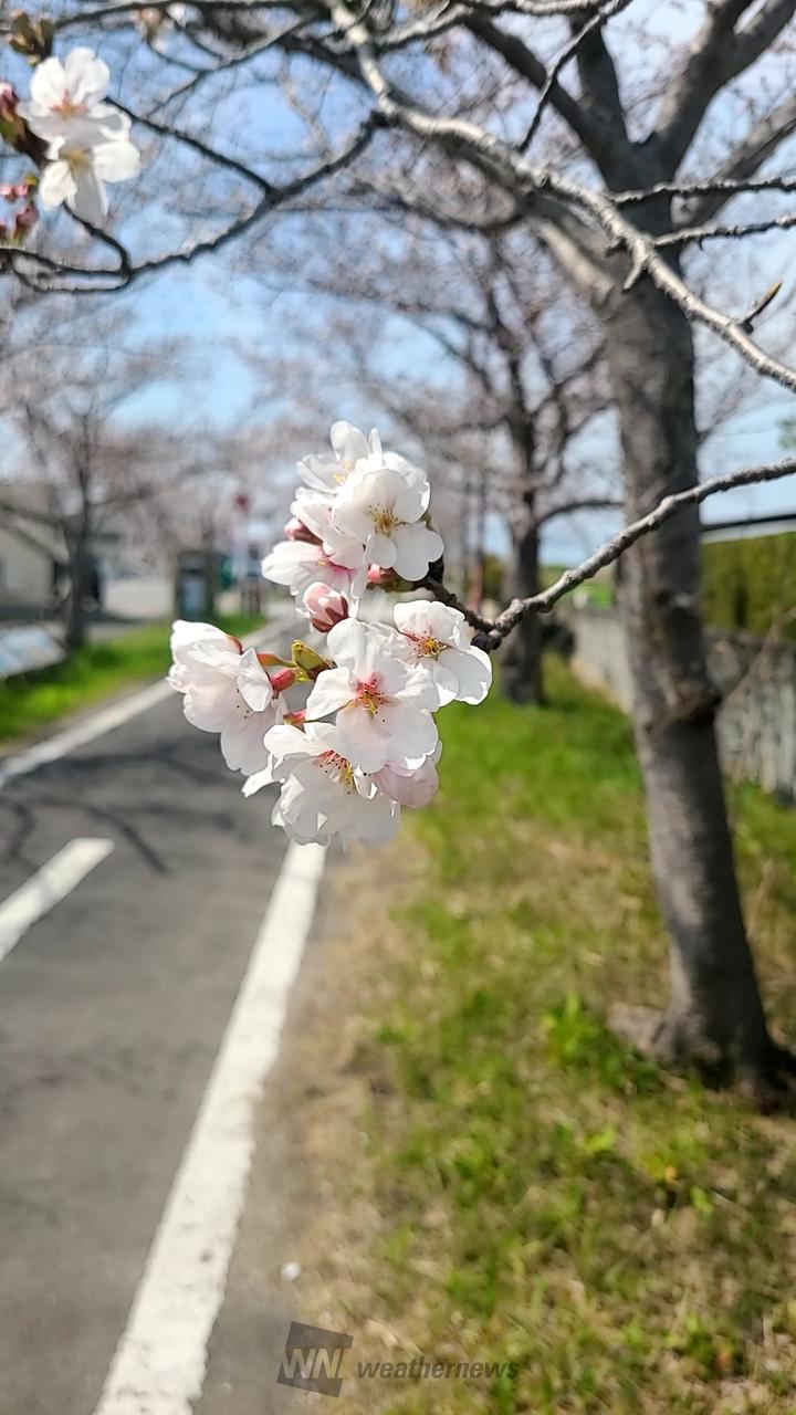 つぼみもあったけれ...