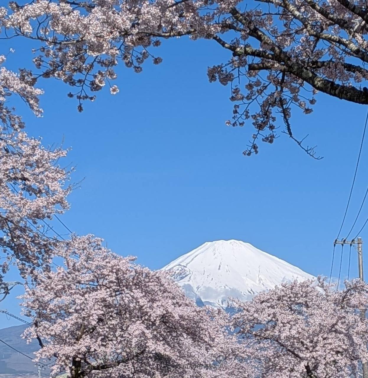 桜の額縁🖼️ 注目の空の写真 ウェザーニュース